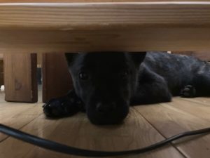 家具屋の元保護犬ワンコ