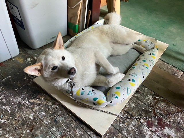 大阪の家具製造会社　看板犬