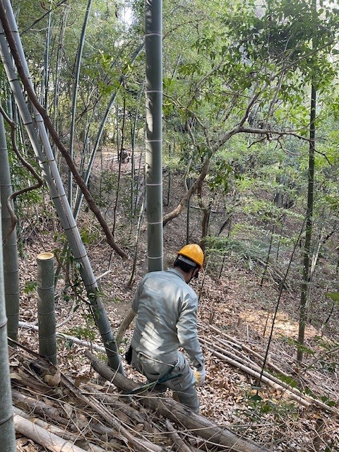 枯れた竹を切って、整備します。